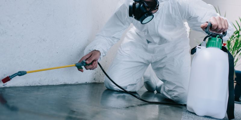 Como é Feita a Dedetização de Baratas em Feira de Santana: Conheça 6 Métodos Como é feita a dedetização de baratas em Feira de Santana