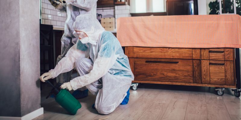 Dedetização em Apartamento Como Funciona em Feira de Santana: Confira 4 Passos